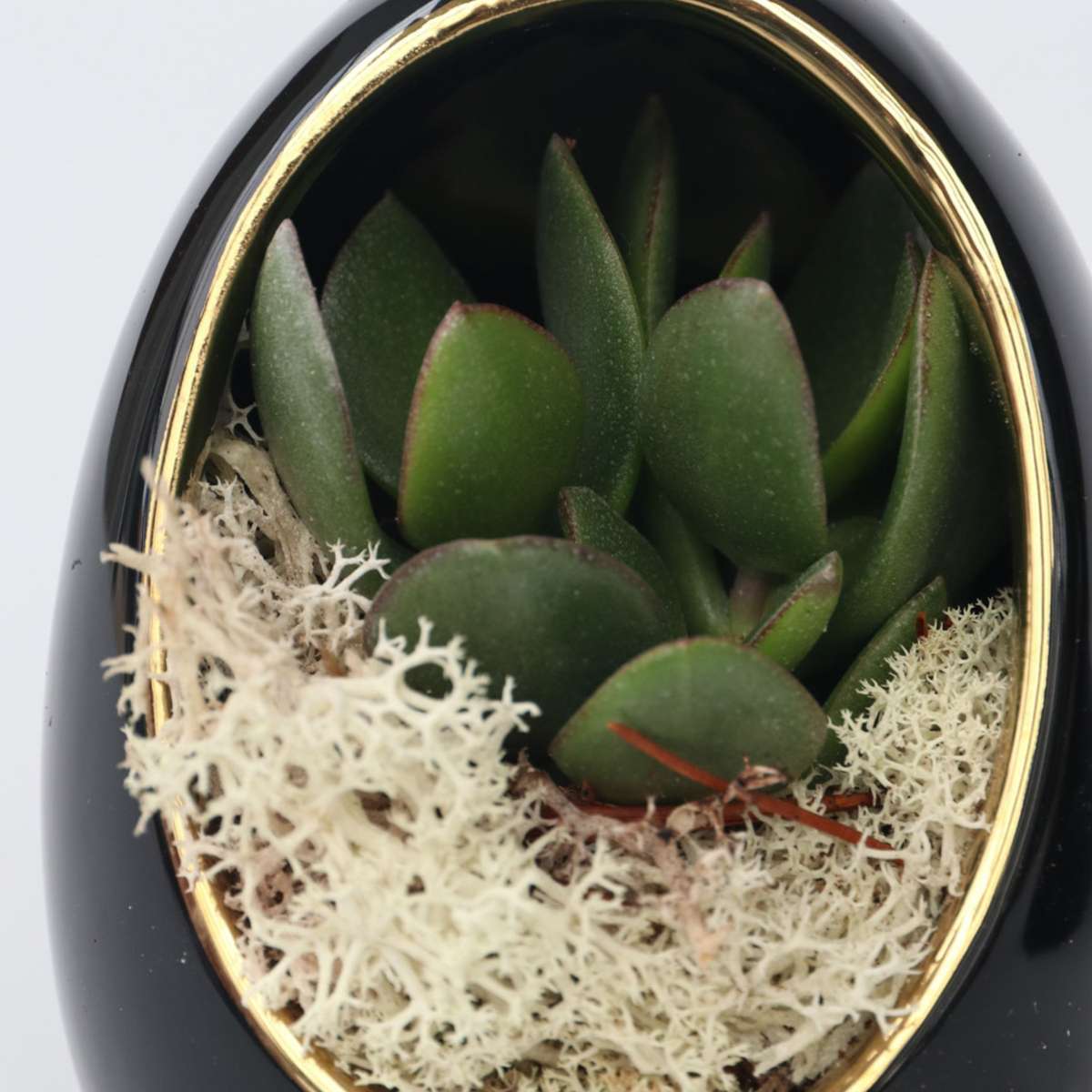 Echeveria im Deko-Ei - 2er-Set - Schwarz, Gold