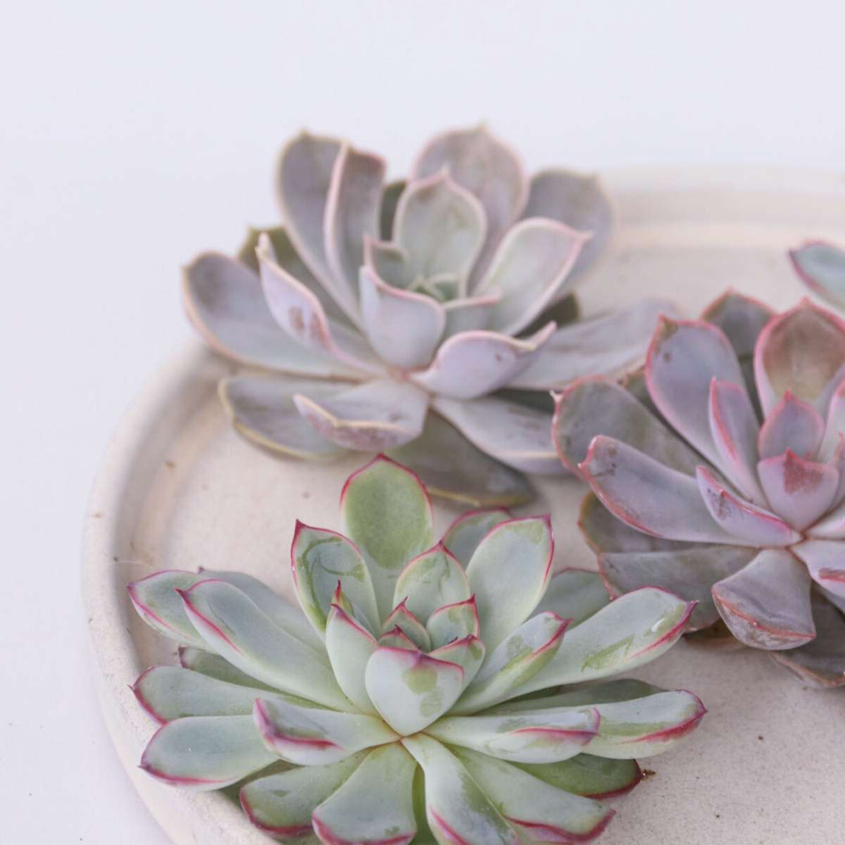 Echeveria DIY Mix 5 – fünf dekorative Sukkulenten