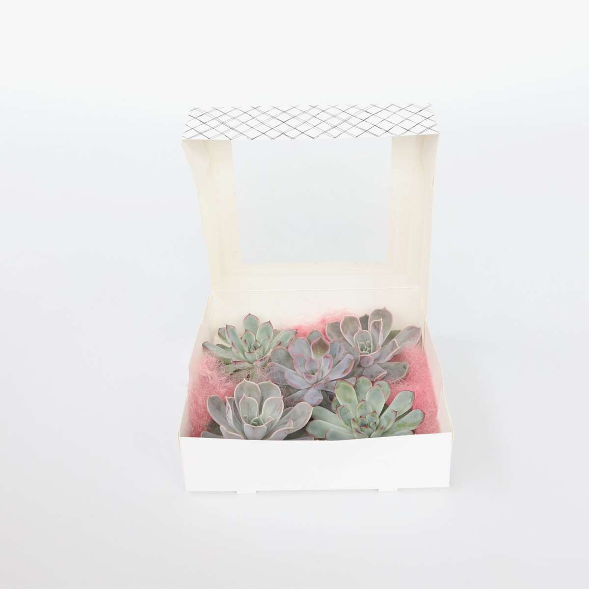 Echeveria DIY Mix 5 – fünf dekorative Sukkulenten