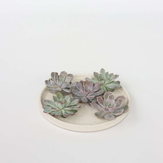 Echeveria DIY Mix 5 – fünf dekorative Sukkulenten