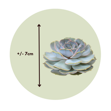 Echeveria DIY Mix 5 – fünf dekorative Sukkulenten