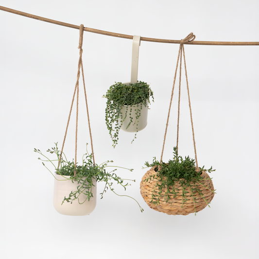 Senecio - Mix van 3
