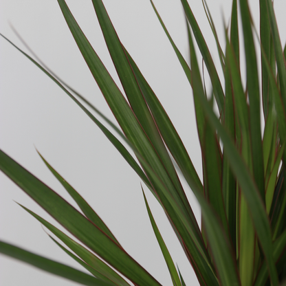 Zimmerpalmen XL - 3er Set