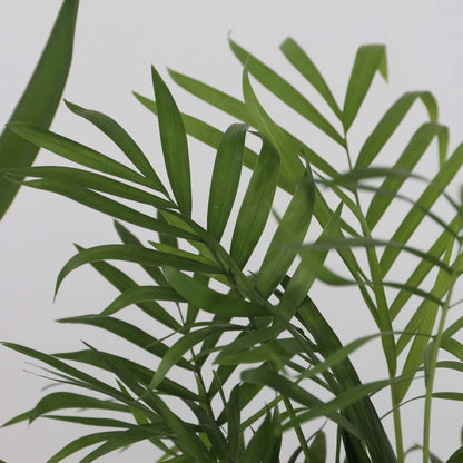 Zimmerpalmen XL - 3er Set
