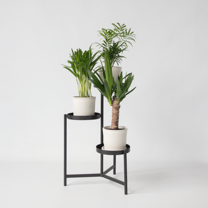 Mini-Palmen - 3er-Set