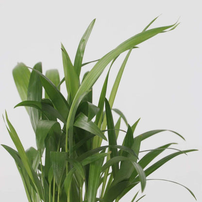 Mini-Palmen - 3er-Set