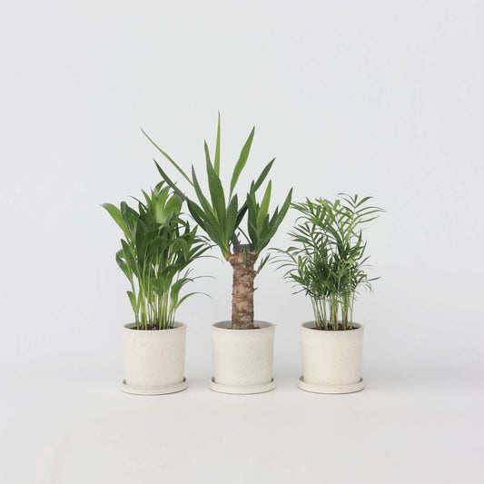 Mini-Palmen - 3er-Set