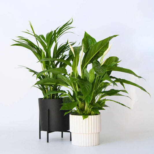 Areca &amp; Spathiphyllum – Mischung aus 2