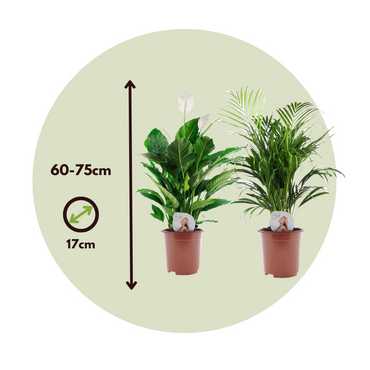 Areca &amp; Spathiphyllum – Mischung aus 2
