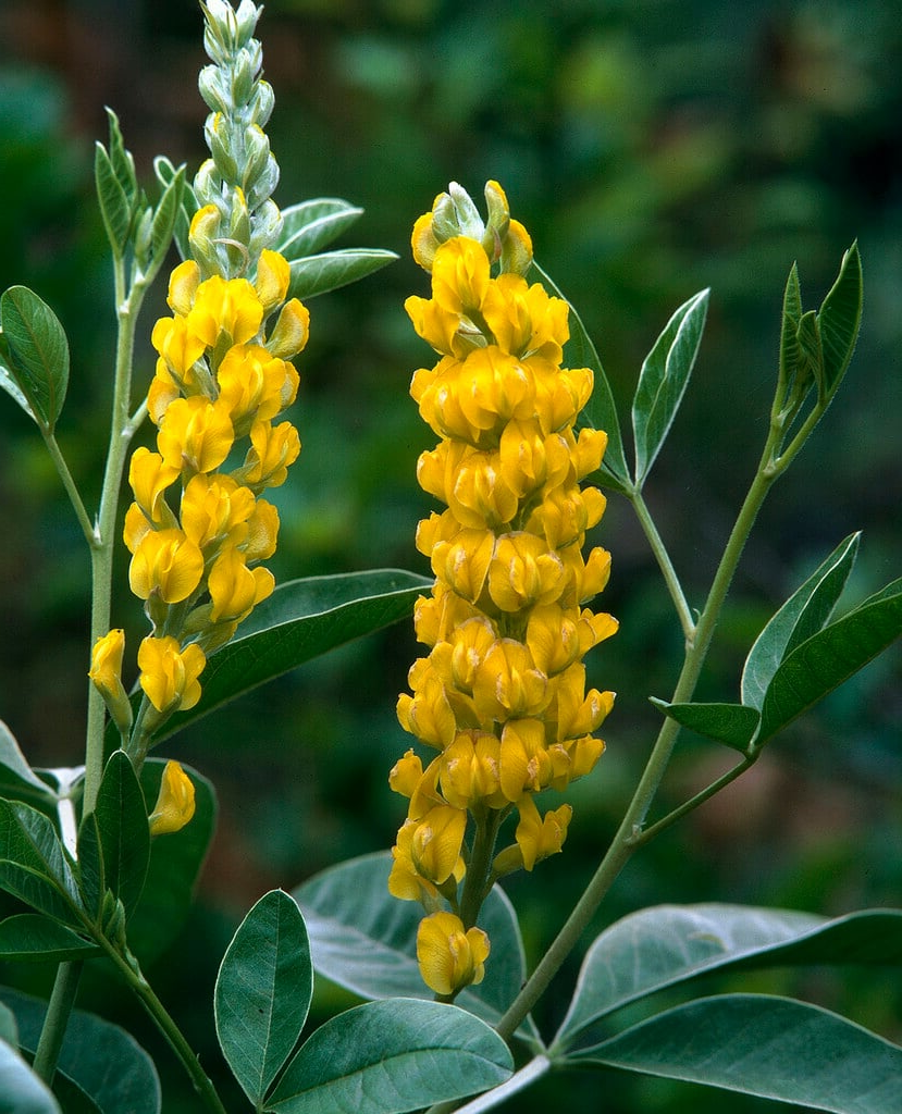 Argyrocytisus battandieri garden plant from Tuinplantenloods, lush green foliage with yellow flowers, ideal as a premium indoor or outdoor plant.