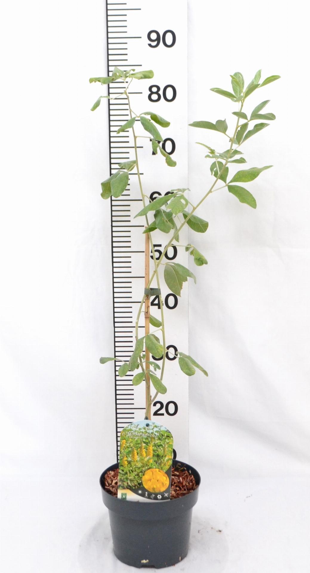 Argyrocytisus battandieri - Boombrem