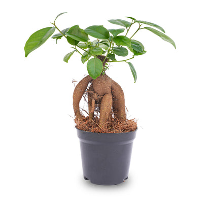 Ficus microcarpa Ginseng-Bonsai - ↑20 cm