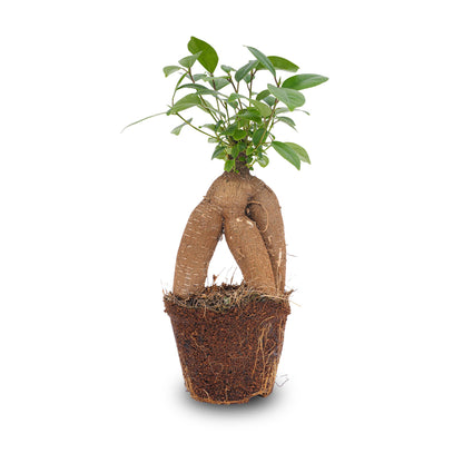 Ficus microcarpa Ginseng-Bonsai - ↑20 cm