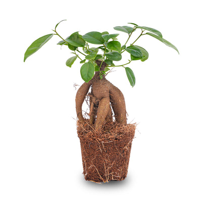 Ficus microcarpa Ginseng-Bonsai - ↑20 cm