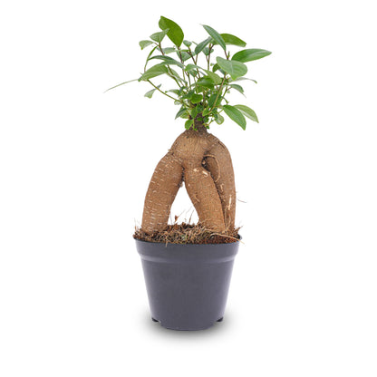 Ficus microcarpa Ginseng-Bonsai - ↑20 cm