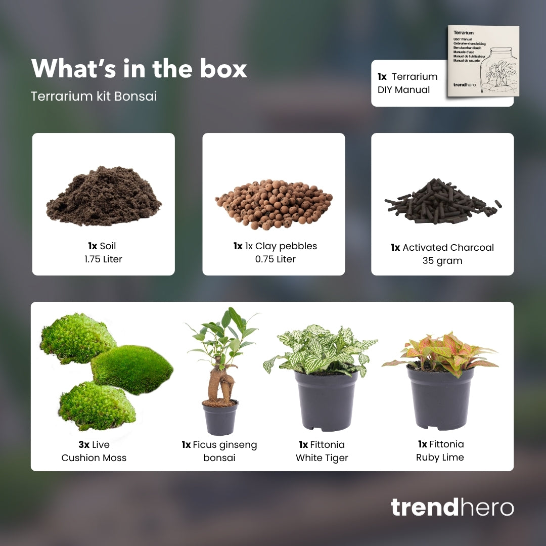 Bonsai Ficus Ginseng – Nachfüll- und Starterset für Terrarien – 3 Terrarienpflanzen – zum Selbermachen