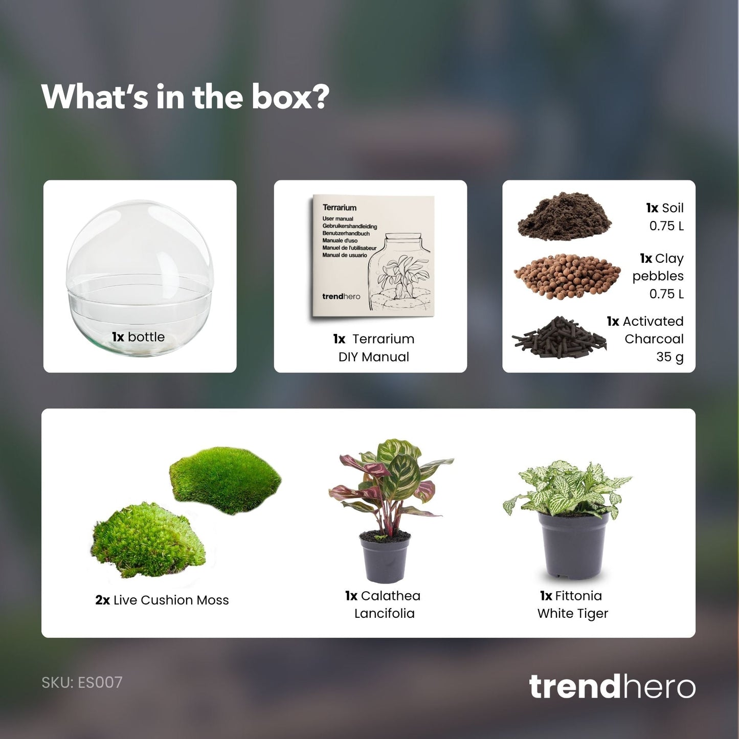 Kuppelförmiges, zweiteiliges, rundes Glasterrarium – Flaschengarten-Bastelset – Ø 20 cm ↑ 20 cm 