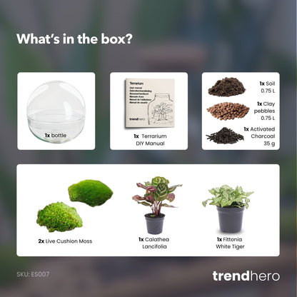 Kuppelförmiges, zweiteiliges, rundes Glasterrarium – Flaschengarten-Bastelset – Ø 20 cm ↑ 20 cm 