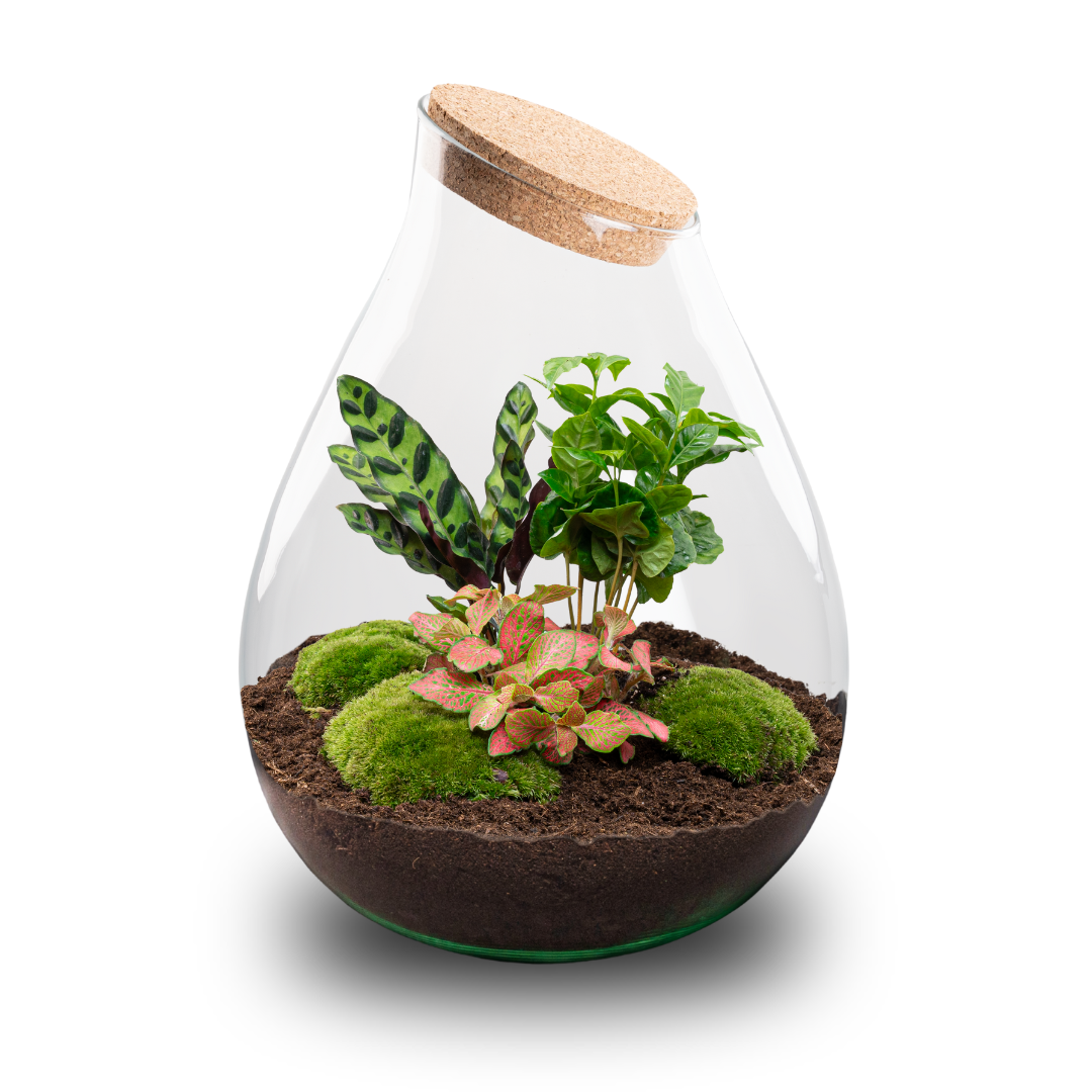 Drop XXL Rot – Terrarium mit Korken – Flaschengarten-Bastelset – Ø 34 cm ↑ 43 cm