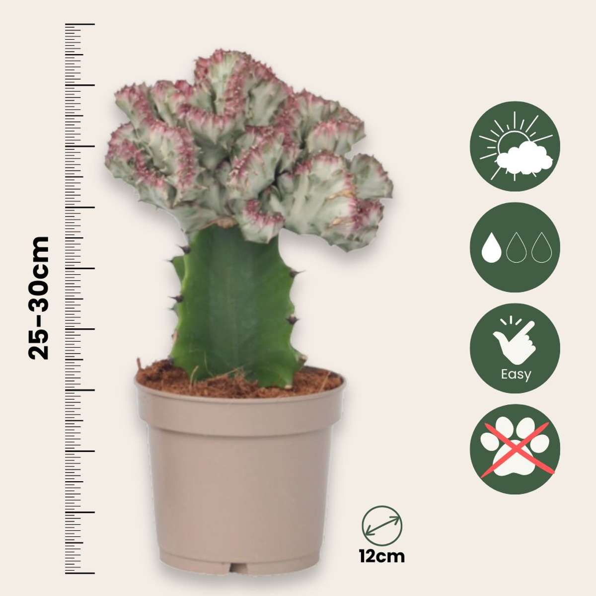 Euphorbia Lactea Cristata / Frankii - Mischung aus 2