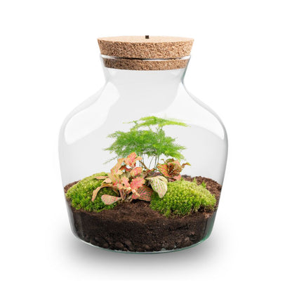Florazo NL DIY terrarium kit with LED lighting in a glass bottle, showcasing lush plants and integrated illumination.