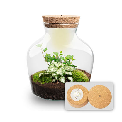 Florazo NL DIY terrarium kit with LED lighting in glass bottle, featuring plants and decorative elements for creative terrarium assembly.