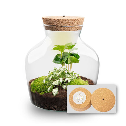 DIY terrarium kit with LED lighting from Florazo NL, featuring a glass container and lush greenery for creative indoor plant displays.
