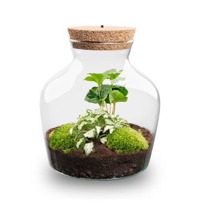 Florazo NL DIY terrarium kit with LED lighting, featuring a glass terrarium with plants and built-in LED lights for home decor.