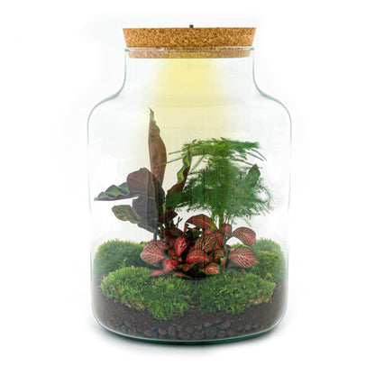 DIY terrarium kit by Florazo NL featuring a milky glass container with LED lighting and natural plants for a stylish indoor garden.