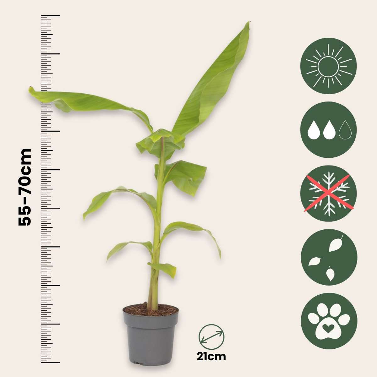 Musa Basjoo - Bananenpflanze