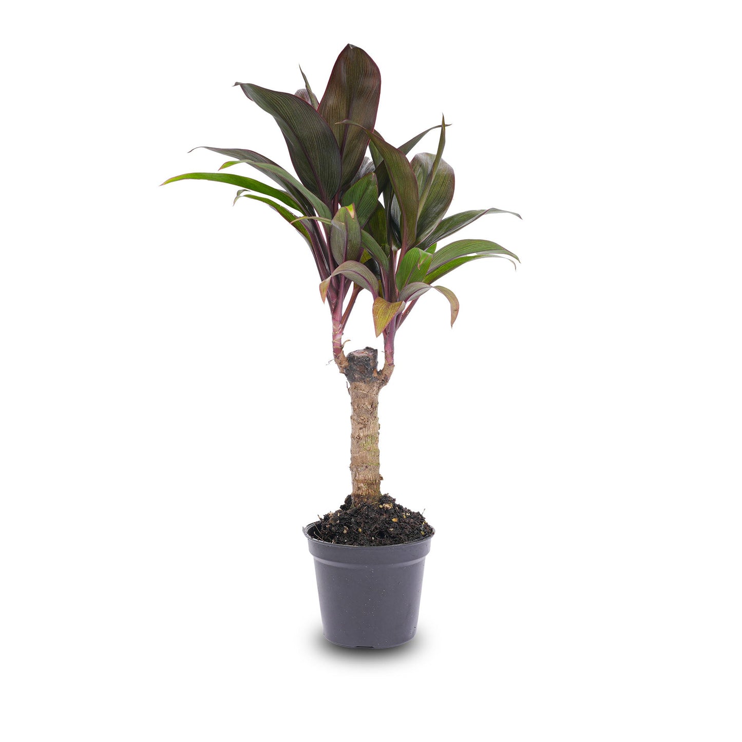 Mini plant set 6 - Includes pot set Madrid