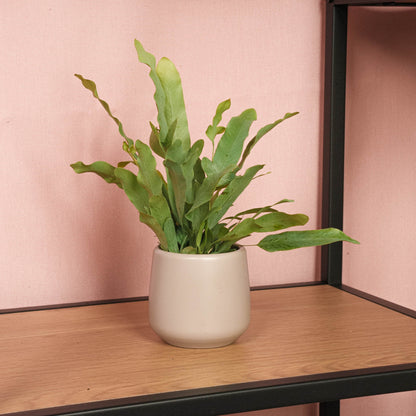 Phlebodium Blue Star – Topfgröße 6 – Jungpflanze – Terrarienpflanze