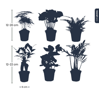 Pflanzenset – 6 Grünpflanzen – Baby- und Terrarienpflanzen