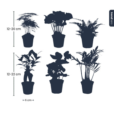 Pflanzenset – 6 Grünpflanzen – Baby- und Terrarienpflanzen