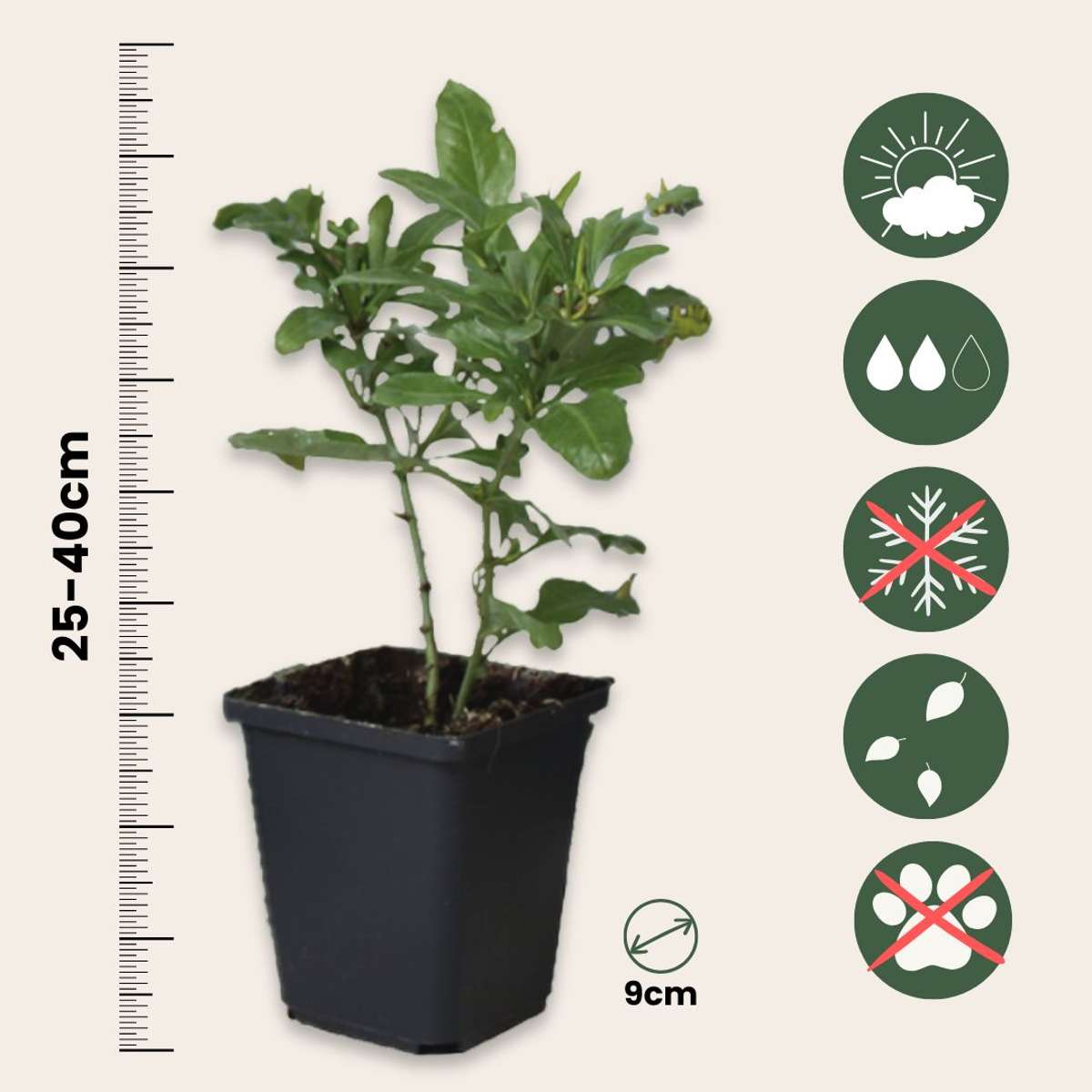 Plumbago auriculata 'Mannentrouw' - Set van 6