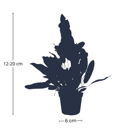 Baby Phlebodium Blue Star plant by Florazo NL, showcasing its delicate blue-green fronds in a natural silhouette.
