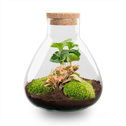 DIY terrarium kit by Florazo NL featuring a glass container with lush green plants and decorative elements for a stylish indoor garden.