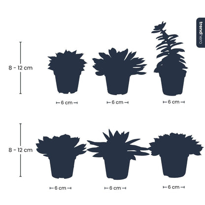 Sukkulenten-Mix-Set – Verschiedene Sukkulenten in 6-cm-Töpfen (8–12 cm hoch)