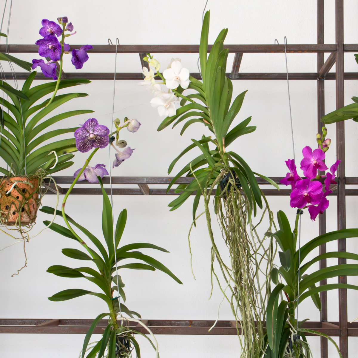 Vanda-Orchidee - Weiß - L