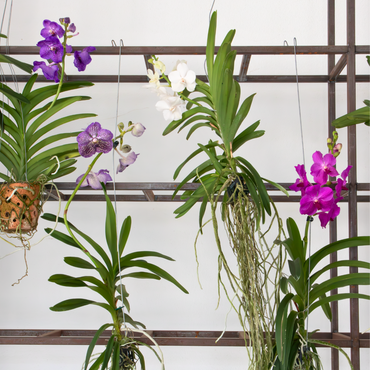 Vanda-Orchidee - Rosa - L
