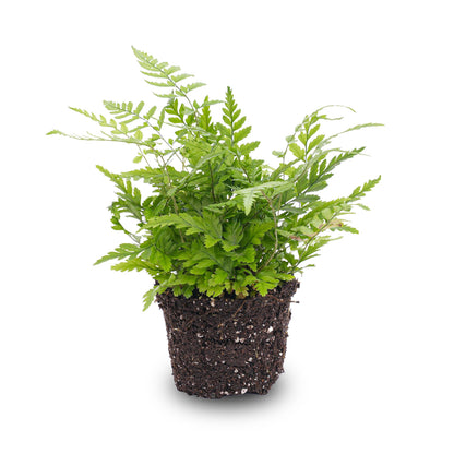 Healthy green fern houseplant by Florazo NL, featuring lush fronds and natural foliage, perfect for indoor decoration.