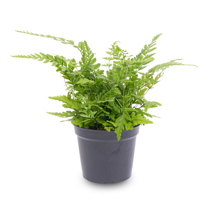 Houseplant fern in a stylish pot by Florazo NL, perfect for indoor decoration and greenery.