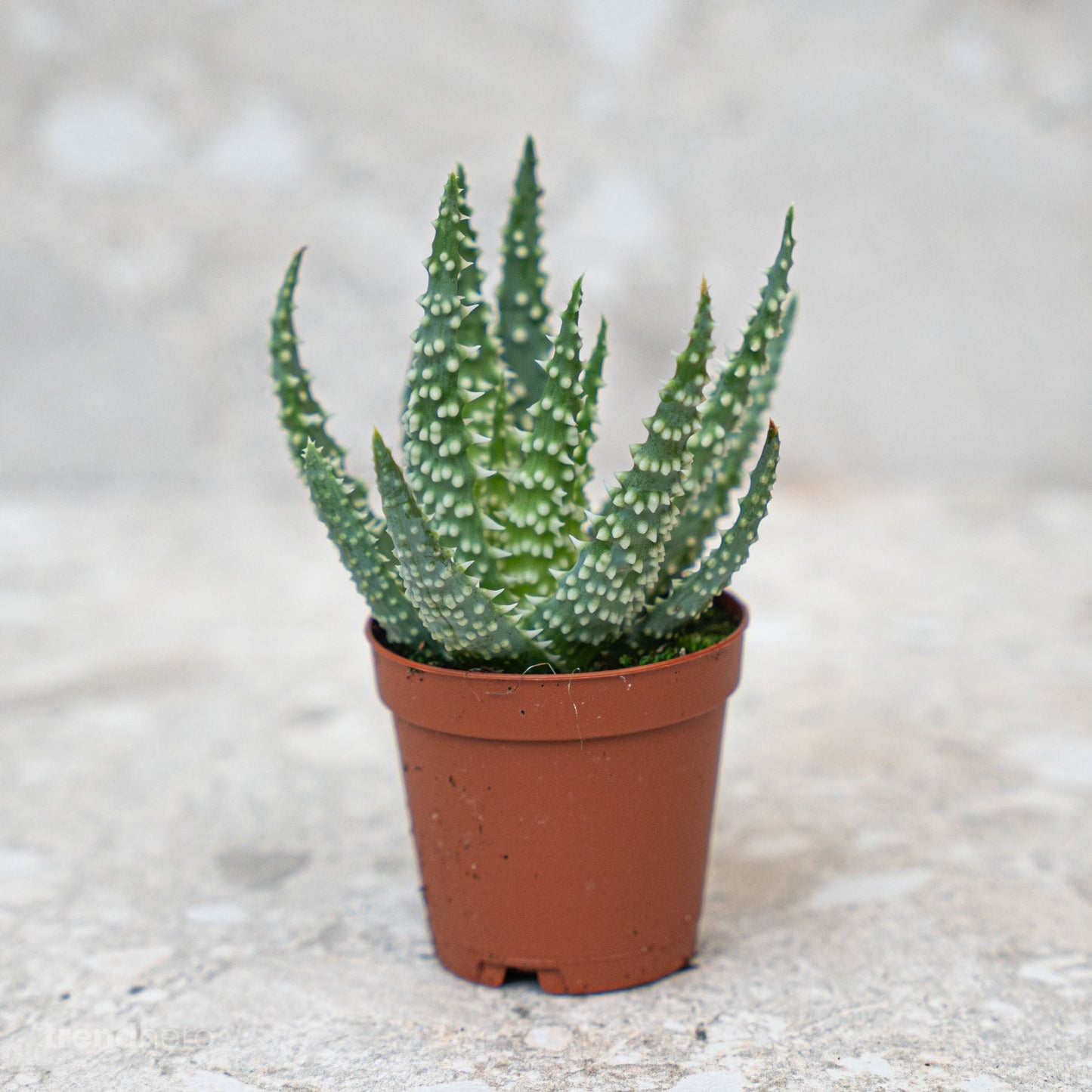 Aloe Humilis Topfgröße 5,5 cm