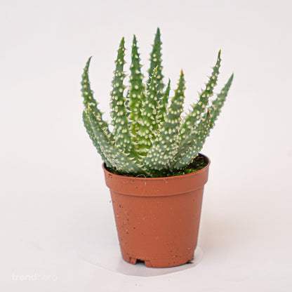 Aloe Humilis Topfgröße 5,5 cm