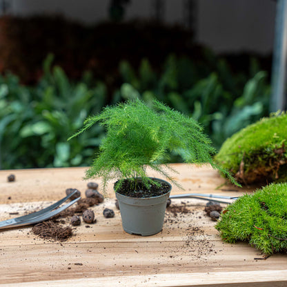 Spargel – Topfgröße 6 cm – 15–20 cm hoch