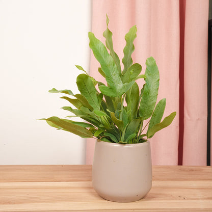 Small Phlebodium Blue Star baby plant in a pot, vibrant green fern from Florazo NL on a white background.