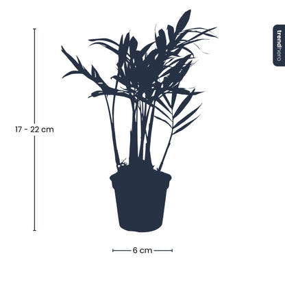 Bergpalme (Chamaedorea elegans) – Ableger – Terrarienpflanze