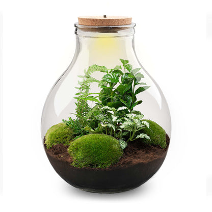 Terrarium-Bastelset – Big Paul Green XL – Flaschengarten – ↑ 40 cm