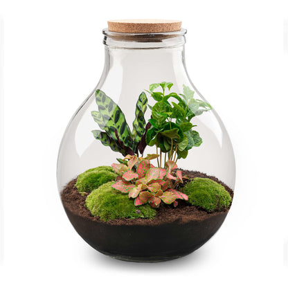 Terrarium-Bastelset – Big Paul Red XL – Flaschengarten – ↑ 40 cm