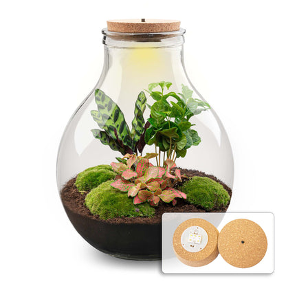 Terrarium-Bastelset – Big Paul Red XL – Flaschengarten – ↑ 40 cm
